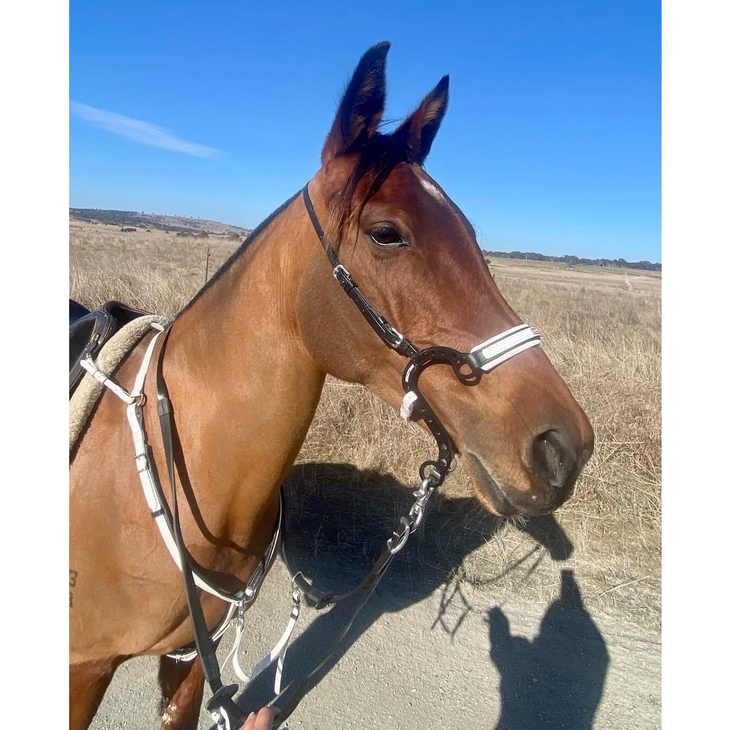 Equitime Endurance S Race Hackamore
