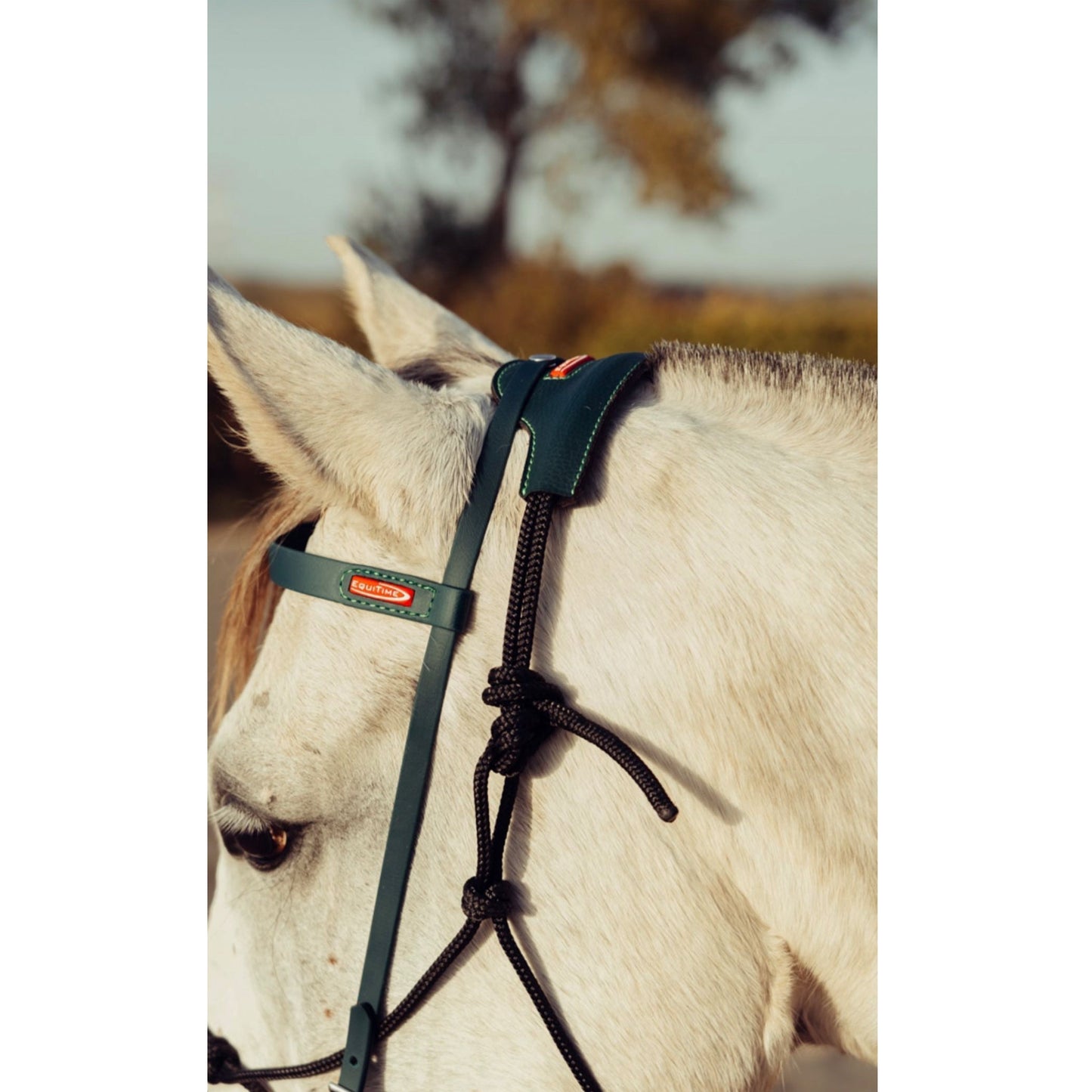 Insync Standard Rope Halter