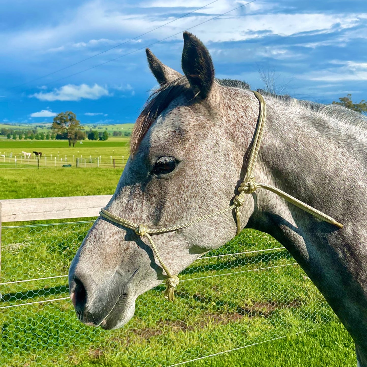 Insync Standard Rope Halter